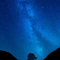 Buy canvas prints of Sycamore Tree Milky Way by Northern Wild