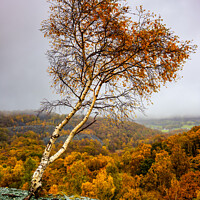 Buy canvas prints of Heart tree Lake District by Northern Wild