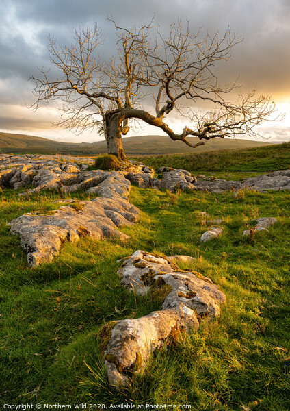 Lone tree limestone pavement Picture Board by Northern Wild