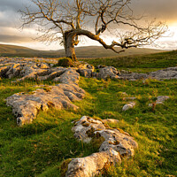 Buy canvas prints of Lone tree limestone pavement by Northern Wild