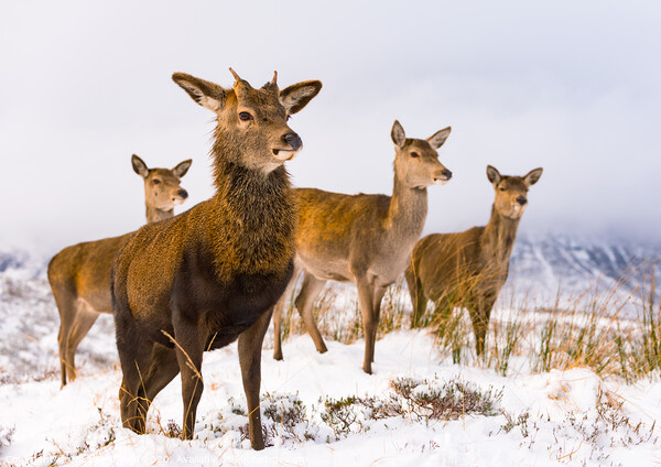 Red Deer family Scottish Highlands Winter Picture Board by Northern Wild