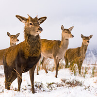 Buy canvas prints of Red Deer family Scottish Highlands Winter by Northern Wild