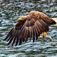 Buy canvas prints of White Tailed Sea Eagle by Northern Wild