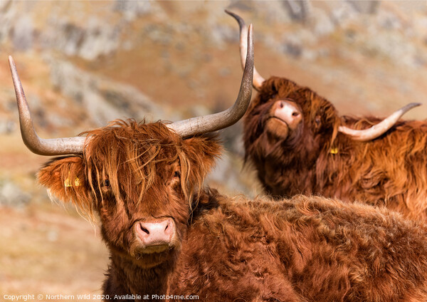 Funny Highland Cows Picture Board by Northern Wild