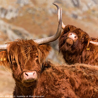 Buy canvas prints of Funny Highland Cows by Northern Wild