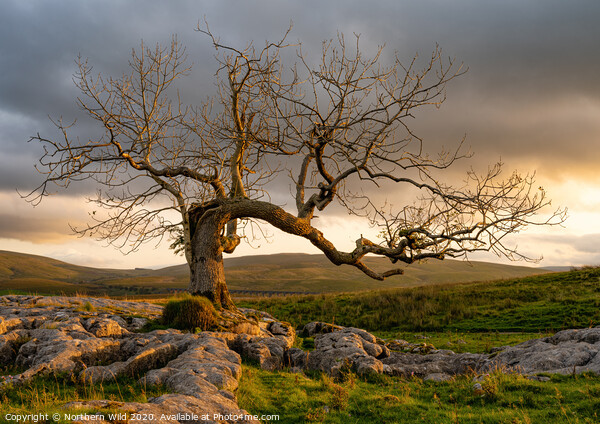 Dramatic tree Yorkshire Dales Picture Board by Northern Wild
