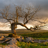Buy canvas prints of Dramatic tree Yorkshire Dales by Northern Wild