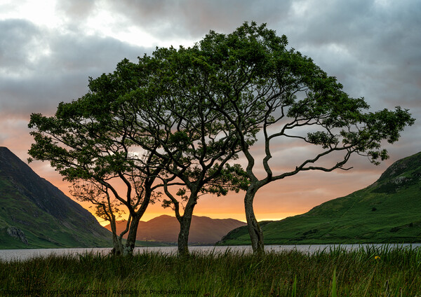 Crummock Water Trees Picture Board by Northern Wild
