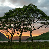 Buy canvas prints of Crummock Water Trees by Northern Wild