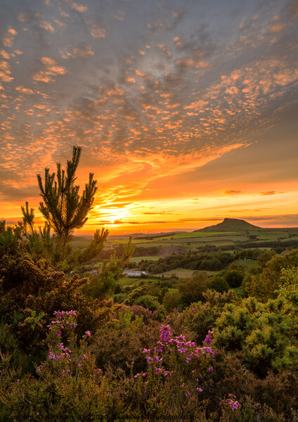 Roseberry Topping sunset Picture Board by Northern Wild