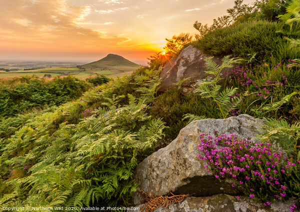 Roseberry Topping Heather Picture Board by Northern Wild
