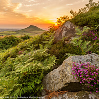 Buy canvas prints of Roseberry Topping Heather by Northern Wild