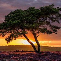 Buy canvas prints of Lone Tree North York Moors by Northern Wild