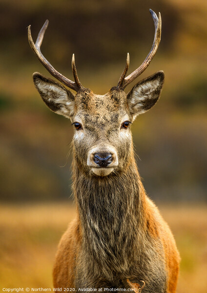 Red Deer Stag Picture Board by Northern Wild