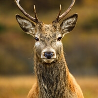 Buy canvas prints of Red Deer Stag by Northern Wild