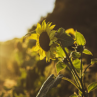 Buy canvas prints of Bright Hazy Sunflower by Zareen 