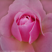 Buy canvas prints of Pink Rose by Sree Mussunoor