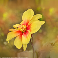 Buy canvas prints of Yellow flower by Sree Mussunoor