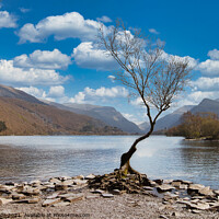 Buy canvas prints of Famous Lone Tree Llanberis by chris hyde