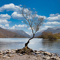 Buy canvas prints of The Lone Tree Llanberis by chris hyde