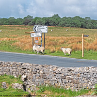 Buy canvas prints of Sheep by Road Sign by chris hyde