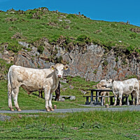 Buy canvas prints of Cattle on Welsh Hilltop by chris hyde