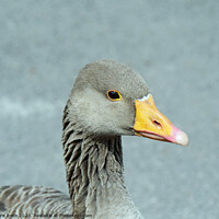 Buy canvas prints of Greylag Goose by chris hyde