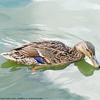 Buy canvas prints of Mallard Duck Drinking by chris hyde