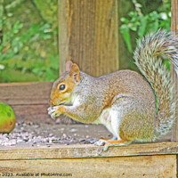 Buy canvas prints of Squirrel Eating Nuts on Table by chris hyde