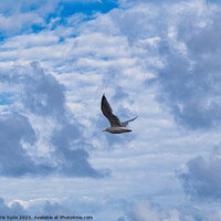Buy canvas prints of Lone gull by chris hyde