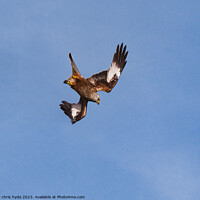 Buy canvas prints of Red Kite Diving by chris hyde