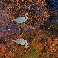 Buy canvas prints of Little Egret on riverbank by chris hyde