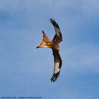 Buy canvas prints of Red Kite hunting by chris hyde