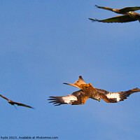 Buy canvas prints of Flock of Red Kites by chris hyde