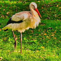 Buy canvas prints of Stork Walkung by chris hyde