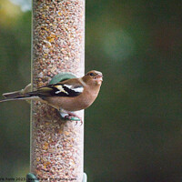 Buy canvas prints of Chaffinch on feeder by chris hyde