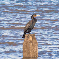 Buy canvas prints of cormorant oon wooden piling by chris hyde