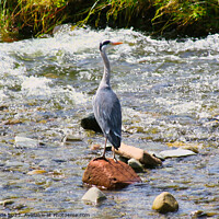 Buy canvas prints of Heron Fishing on River  by chris hyde