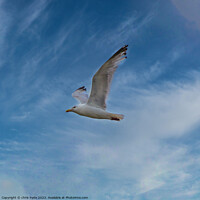 Buy canvas prints of Gull against Blue Sky by chris hyde