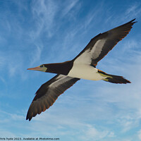 Buy canvas prints of Brown Booby Flying by chris hyde