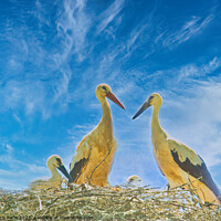 Buy canvas prints of Storks nesting with chick by chris hyde