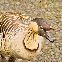 Buy canvas prints of Hawiian Goose by chris hyde