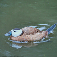 Buy canvas prints of White Headed Duck by chris hyde