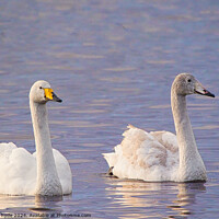Buy canvas prints of pair of whooper swans swimmming by chris hyde