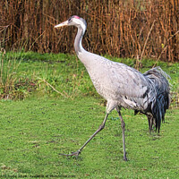 Buy canvas prints of Crane Striding by chris hyde