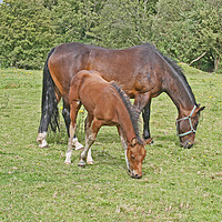 Buy canvas prints of Mare and Foal Grazing by chris hyde