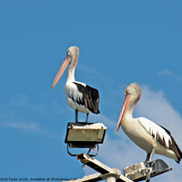 Buy canvas prints of pelicans on mast by chris hyde