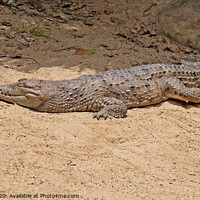 Buy canvas prints of freshwater crocodile by chris hyde