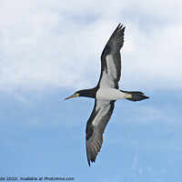 Buy canvas prints of Frigate Bird Soaring by chris hyde