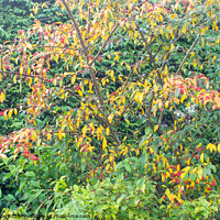 Buy canvas prints of Autumn Leaves and Berries by chris hyde